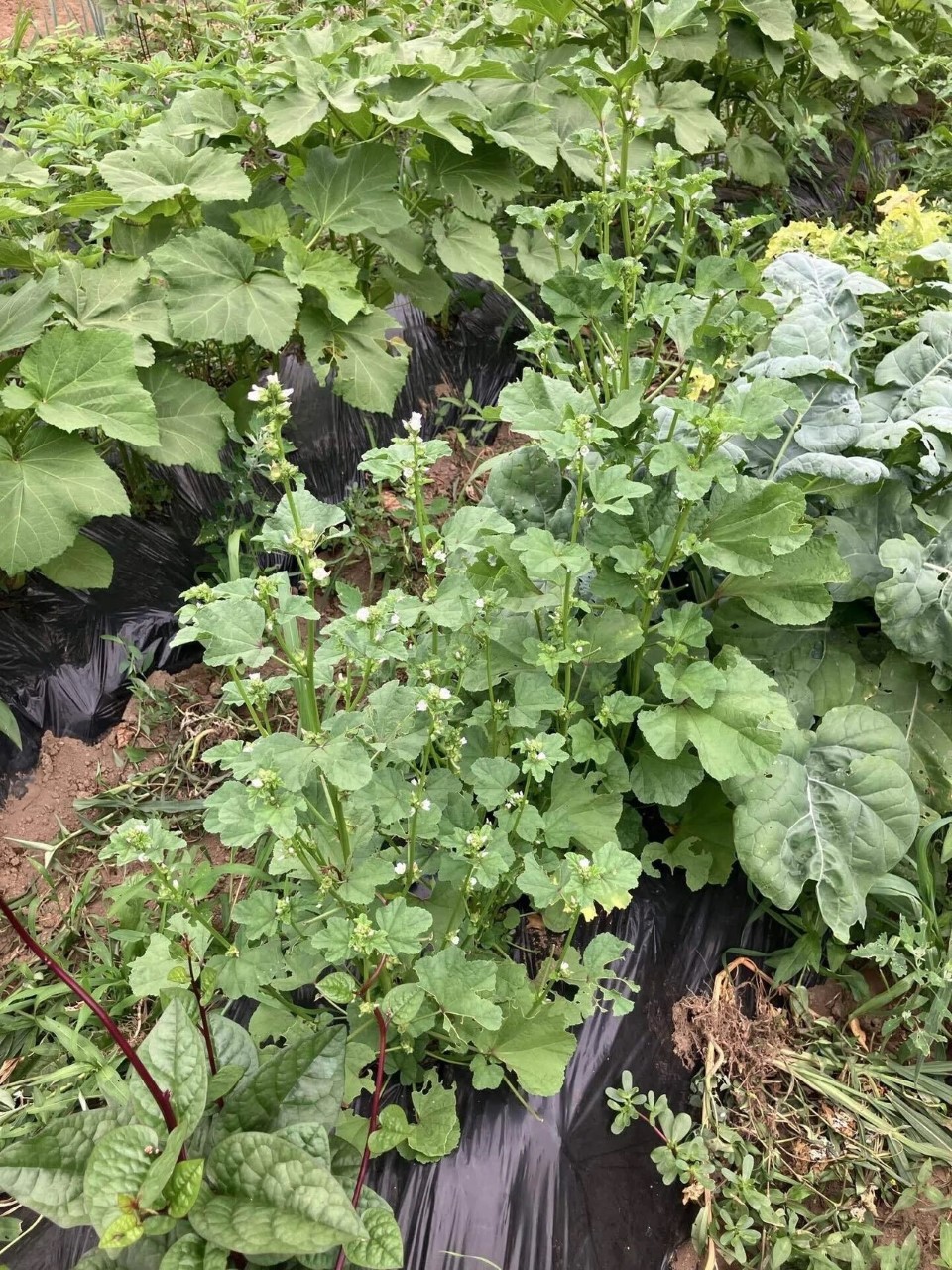 オカノリの詳細画像 その5