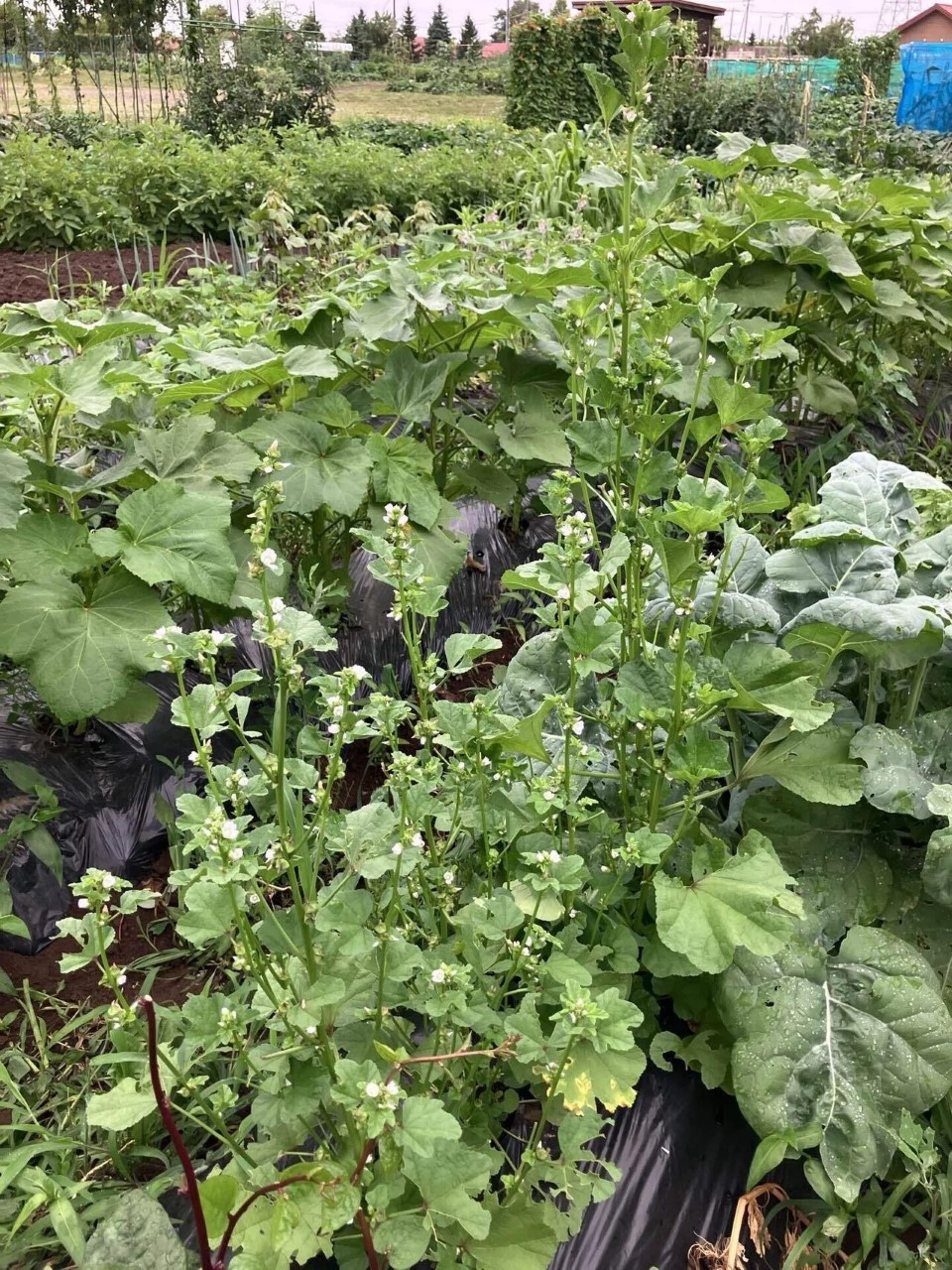 オカノリの詳細画像 その6