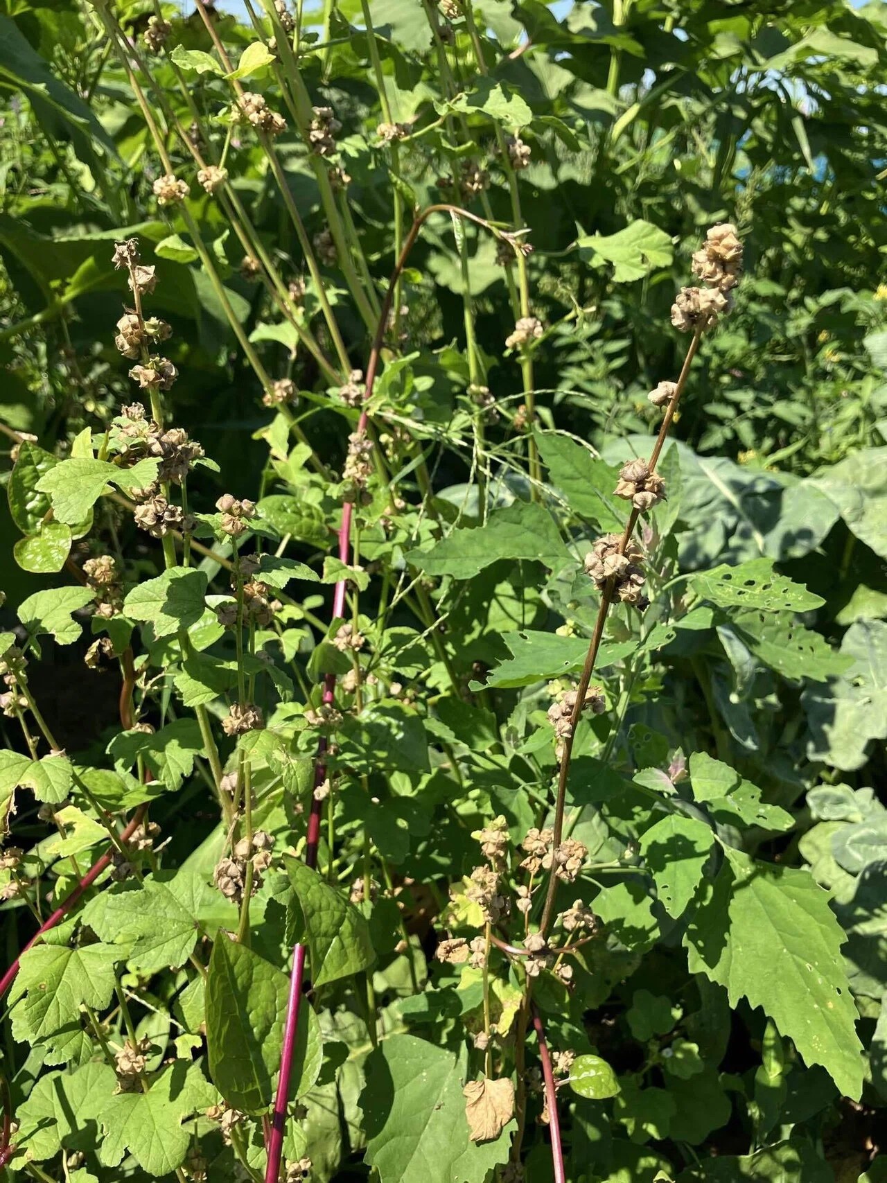 オカノリの詳細画像 その7