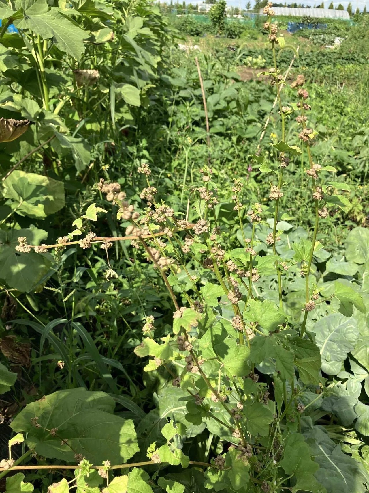 オカノリの詳細画像 その8