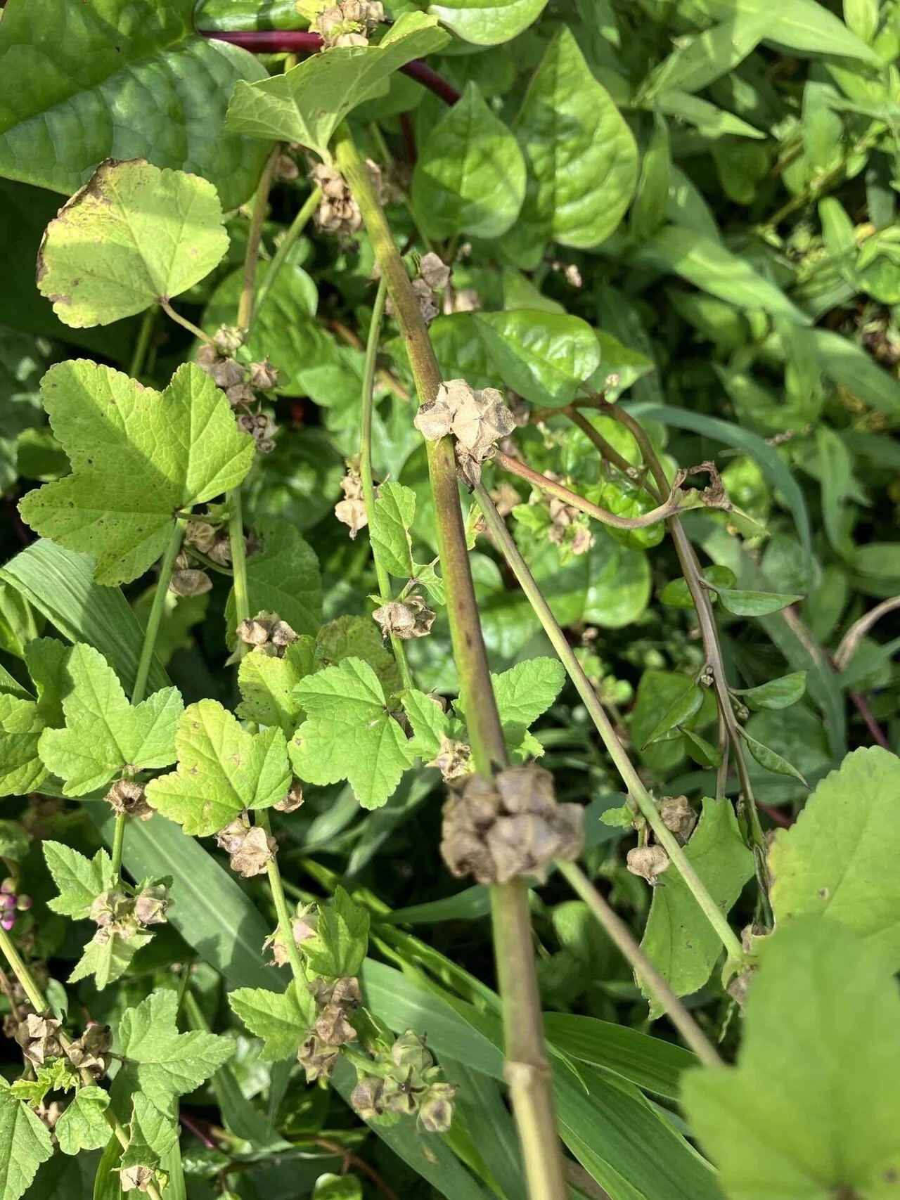 オカノリの詳細画像 その9