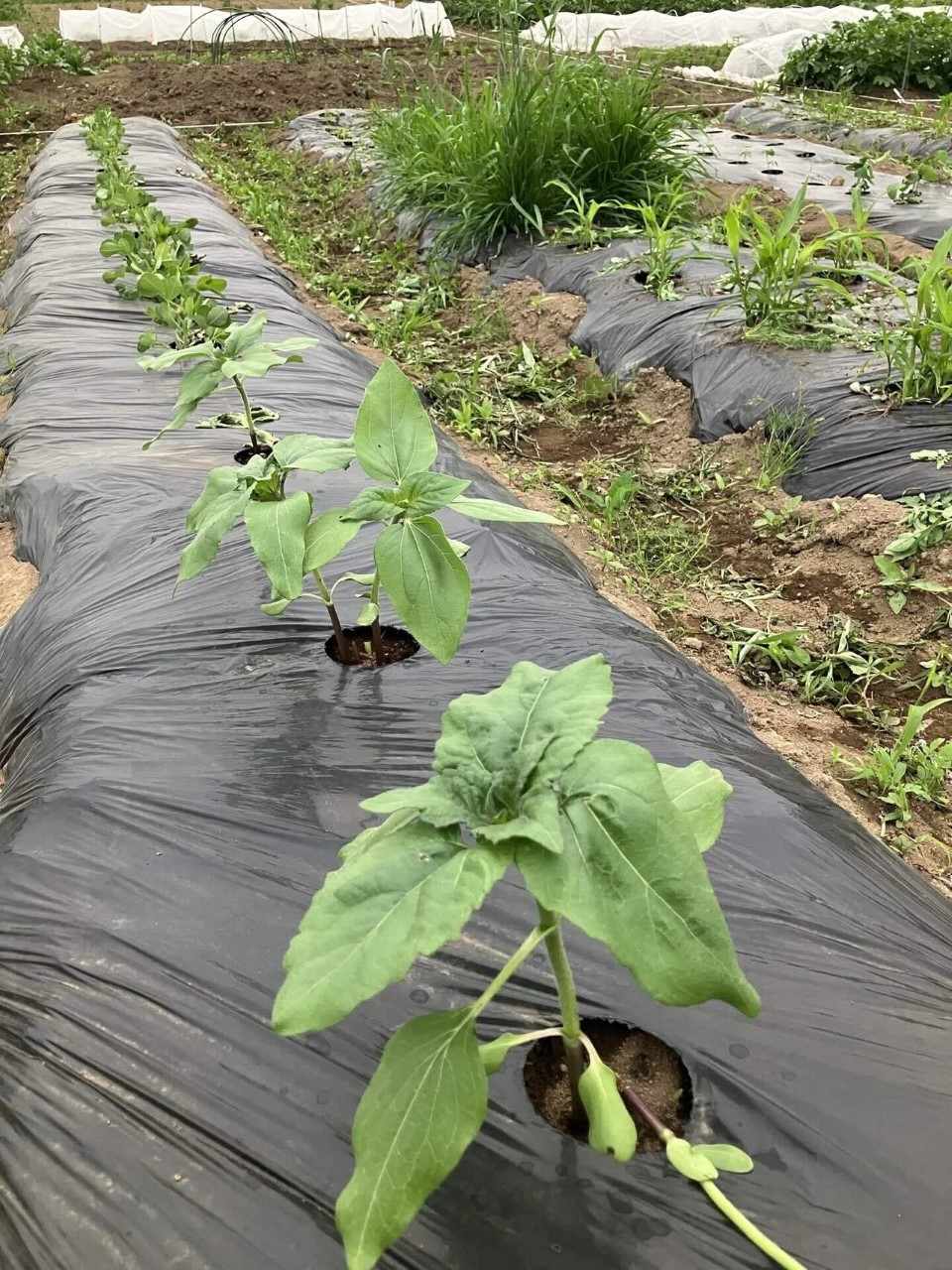 ホピブラックダイの詳細画像 その2