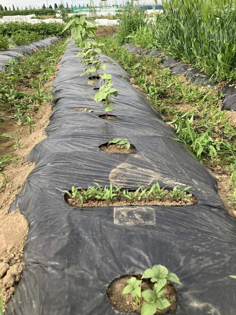 ホピブラックダイの詳細画像 その3