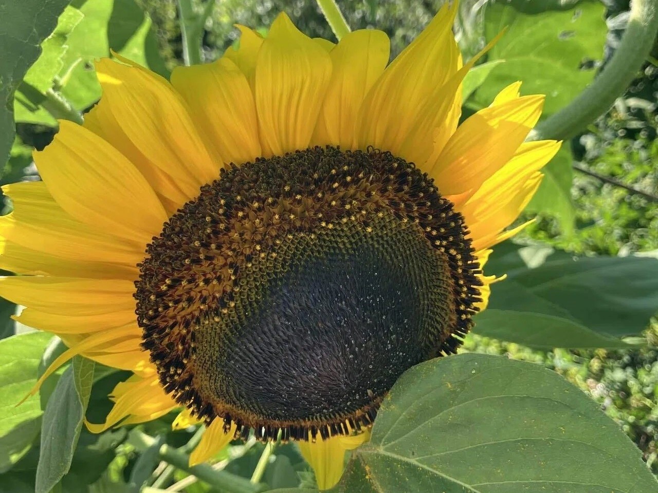 ホピブラックダイの詳細画像 その4