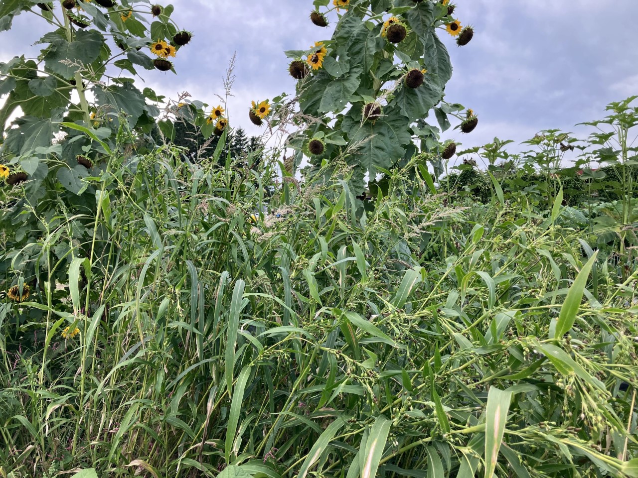 ホピブラックダイの詳細画像 その6