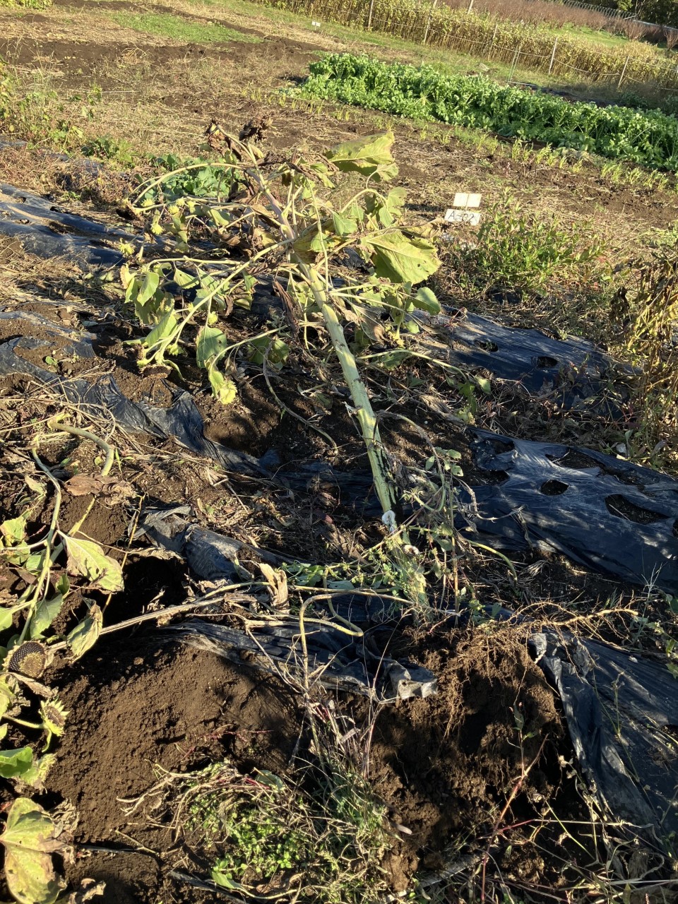 ホピブラックダイの詳細画像 その7