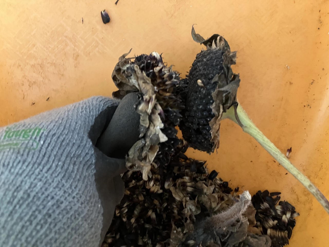 ホピブラックダイの詳細画像 その8