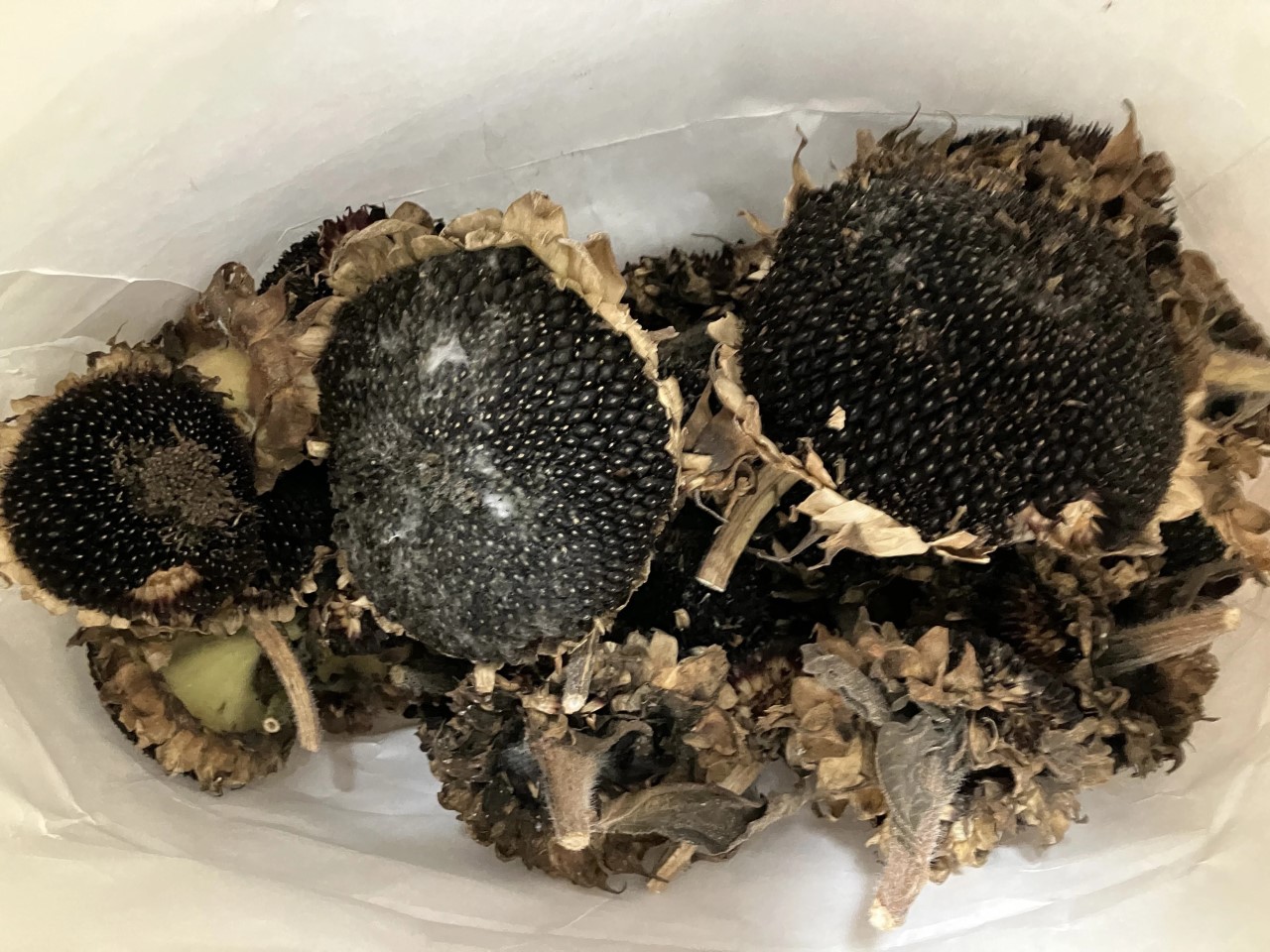 ホピブラックダイの詳細画像 その9