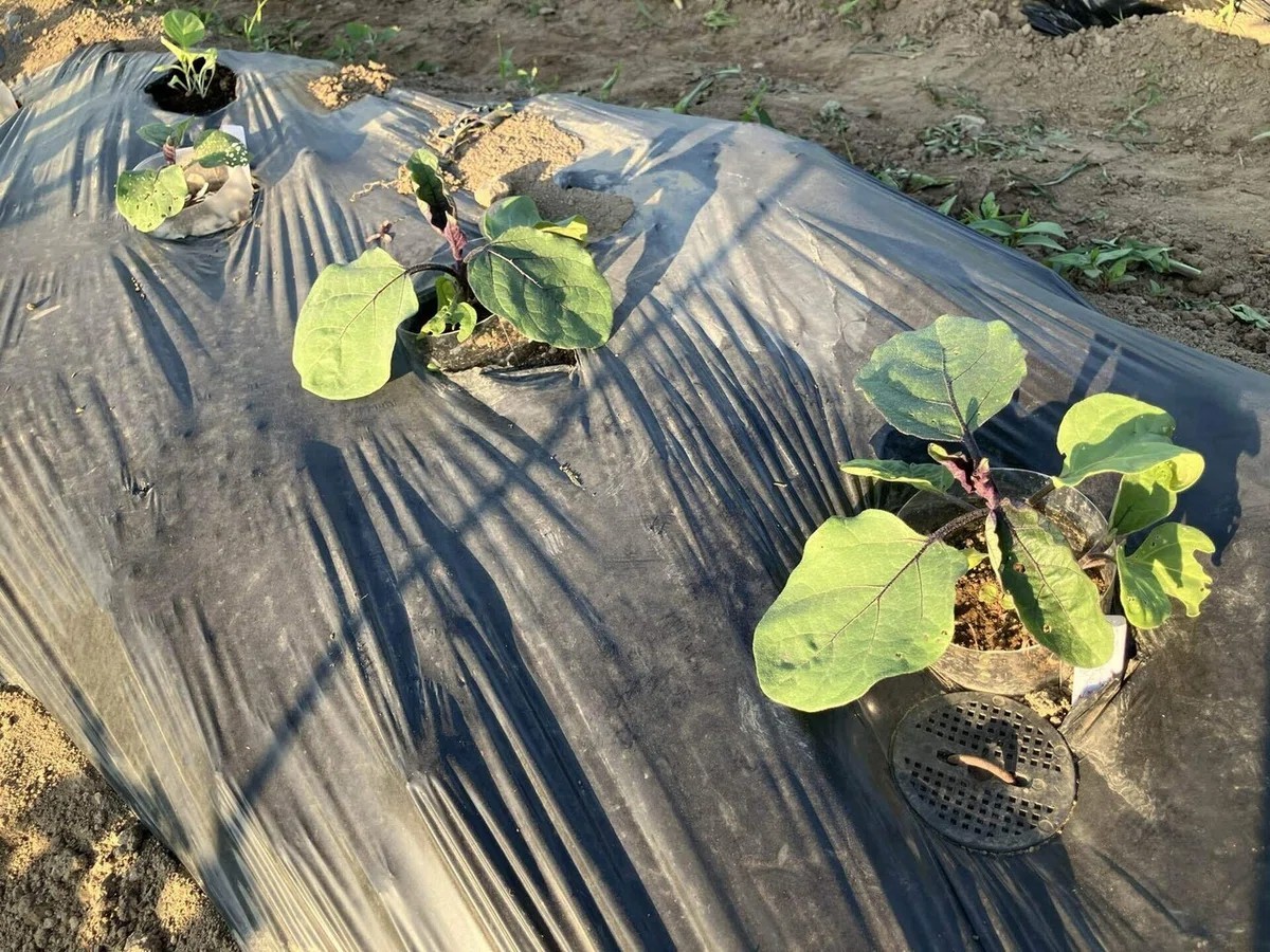 会津丸茄子の詳細画像 その11