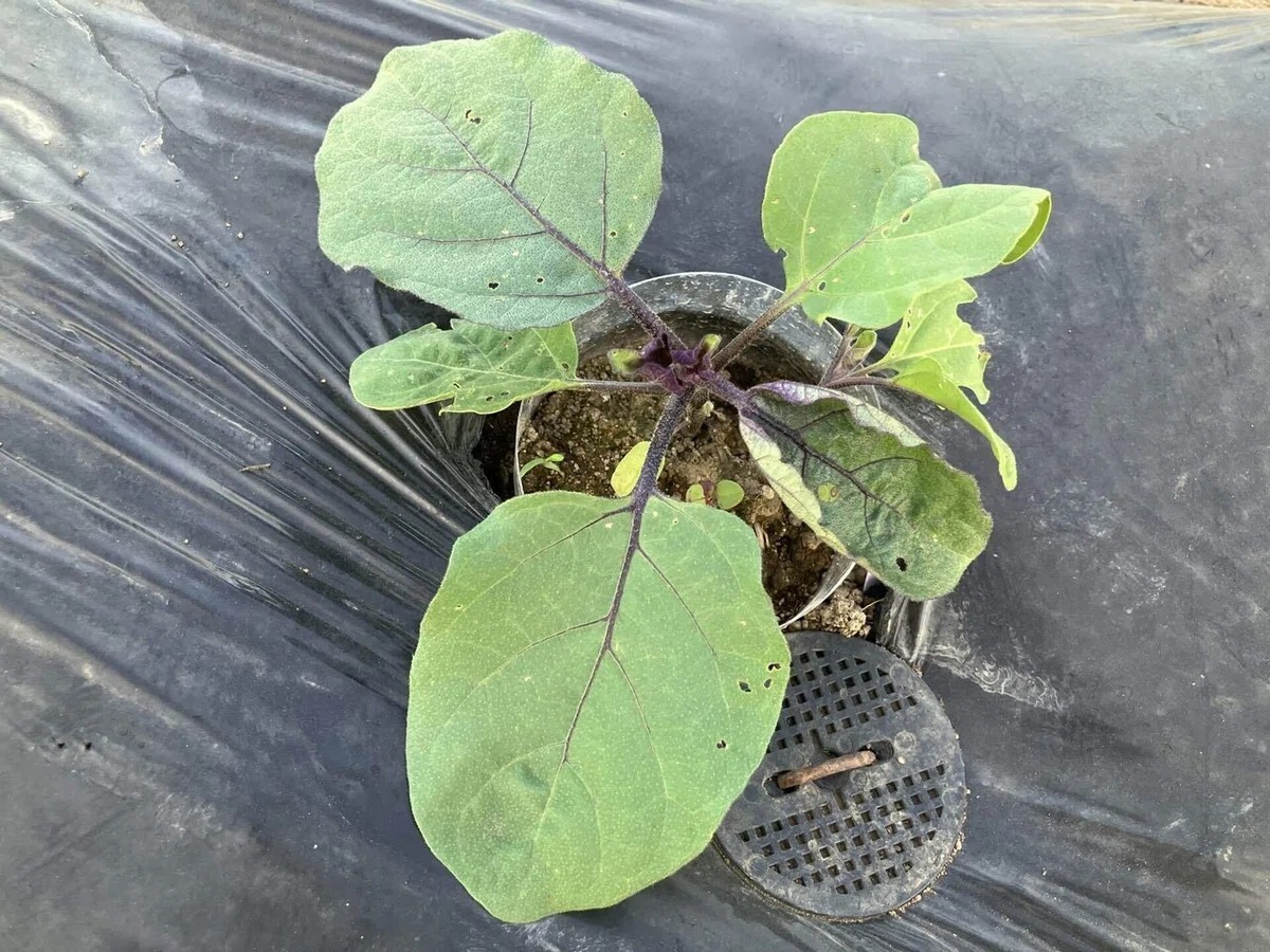 会津丸茄子の詳細画像 その12