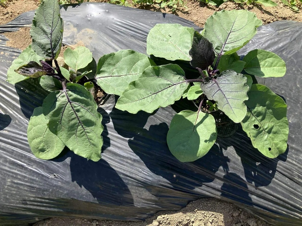 会津丸茄子の詳細画像 その13