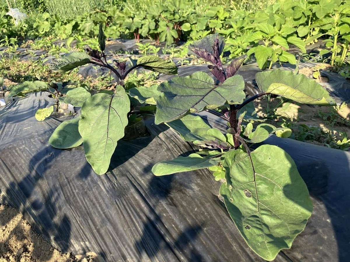 会津丸茄子の詳細画像 その14