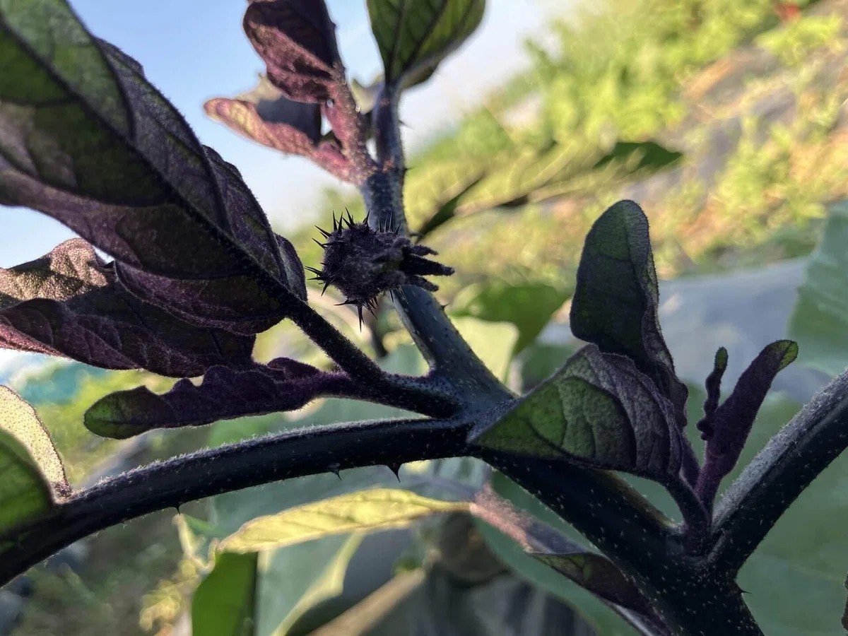 会津丸茄子の詳細画像 その15