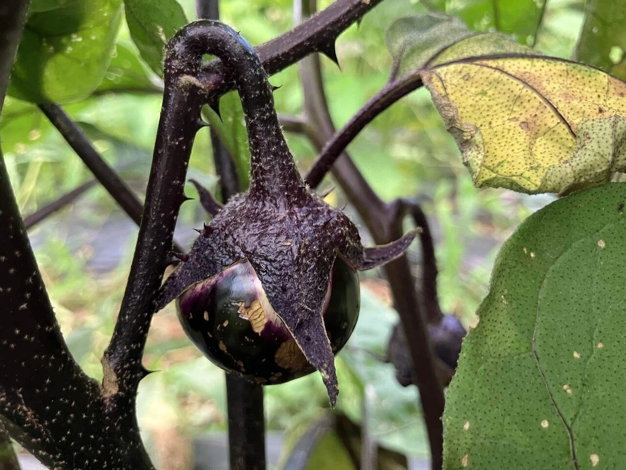 会津丸茄子の詳細画像 その17