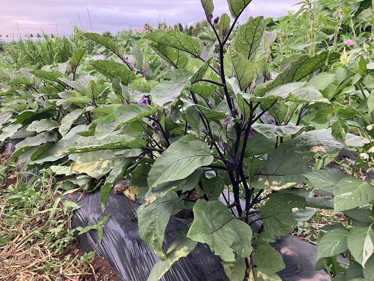 会津丸茄子の詳細画像 その18