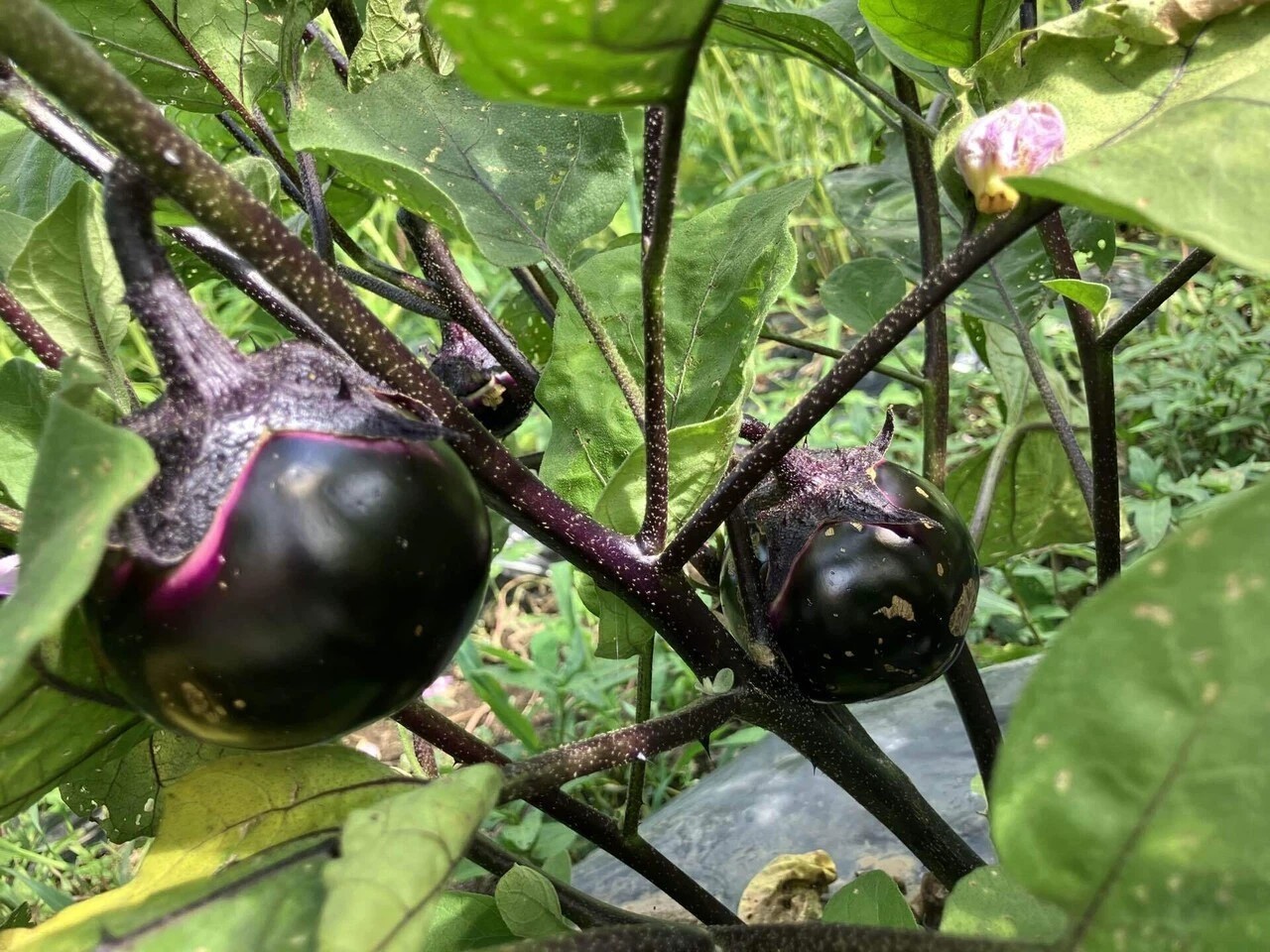 会津丸茄子の詳細画像 その19