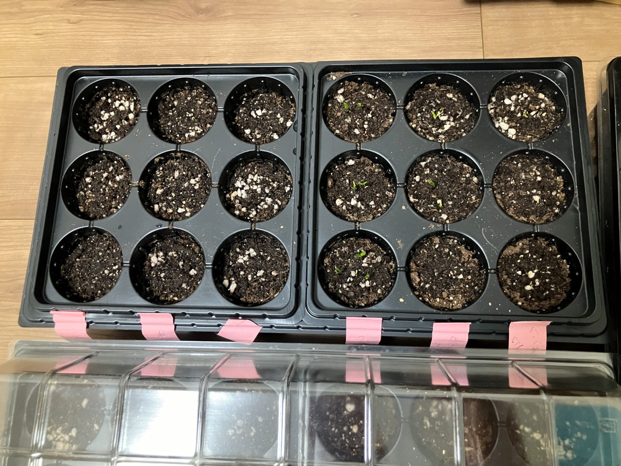 会津丸茄子の詳細画像 その2