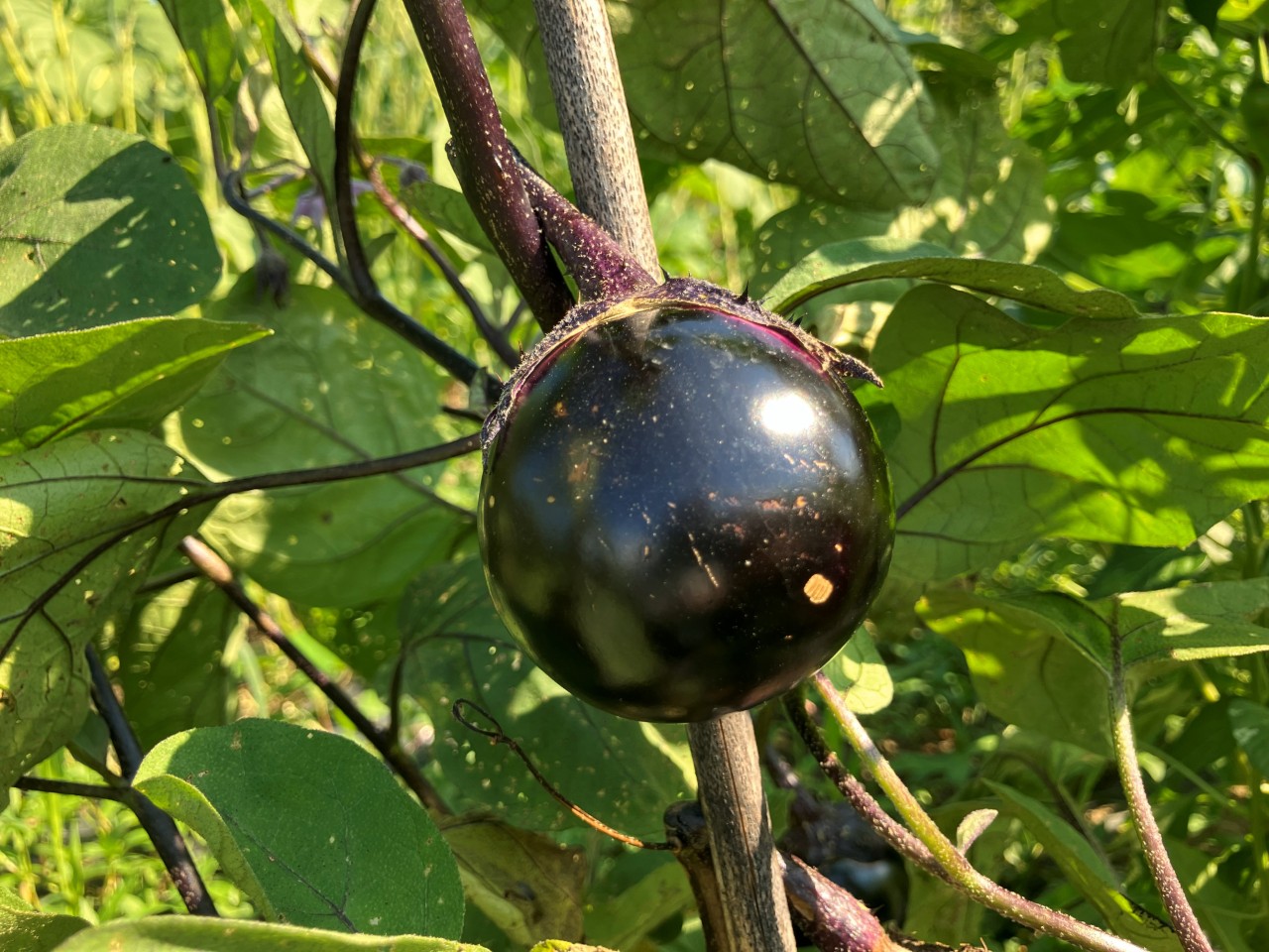 会津丸茄子の詳細画像 その21