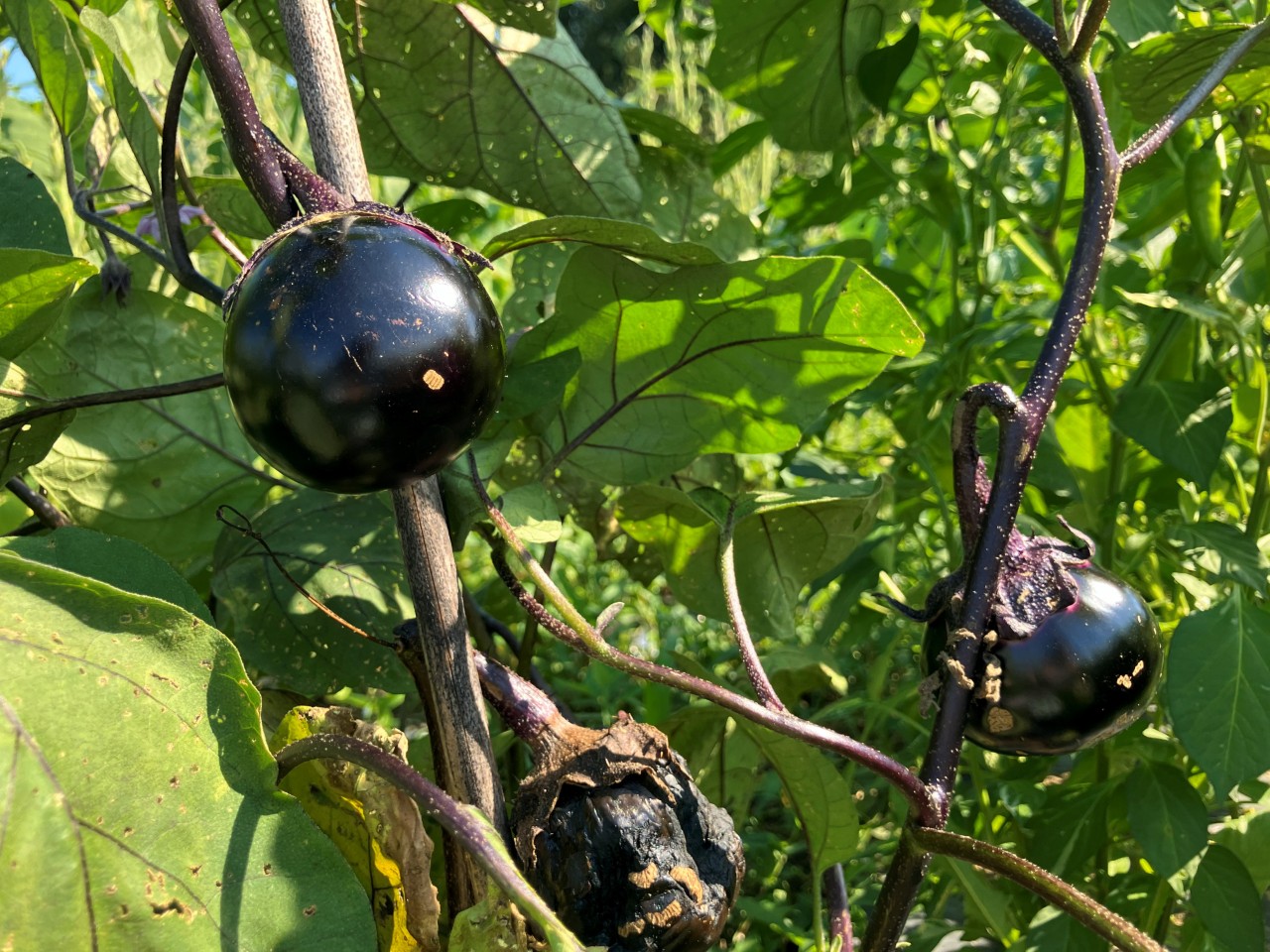 会津丸茄子の詳細画像 その22