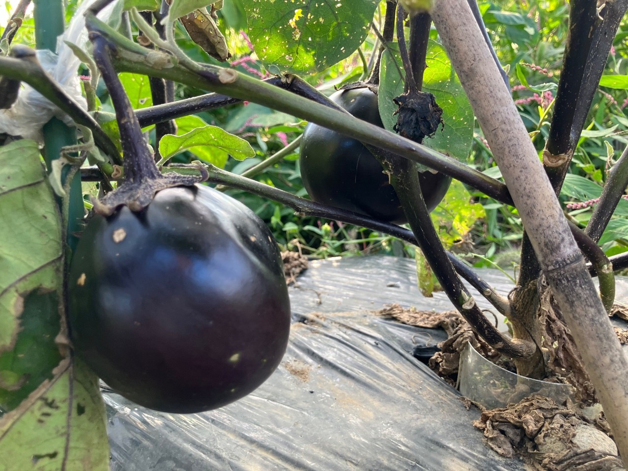 会津丸茄子の詳細画像 その25