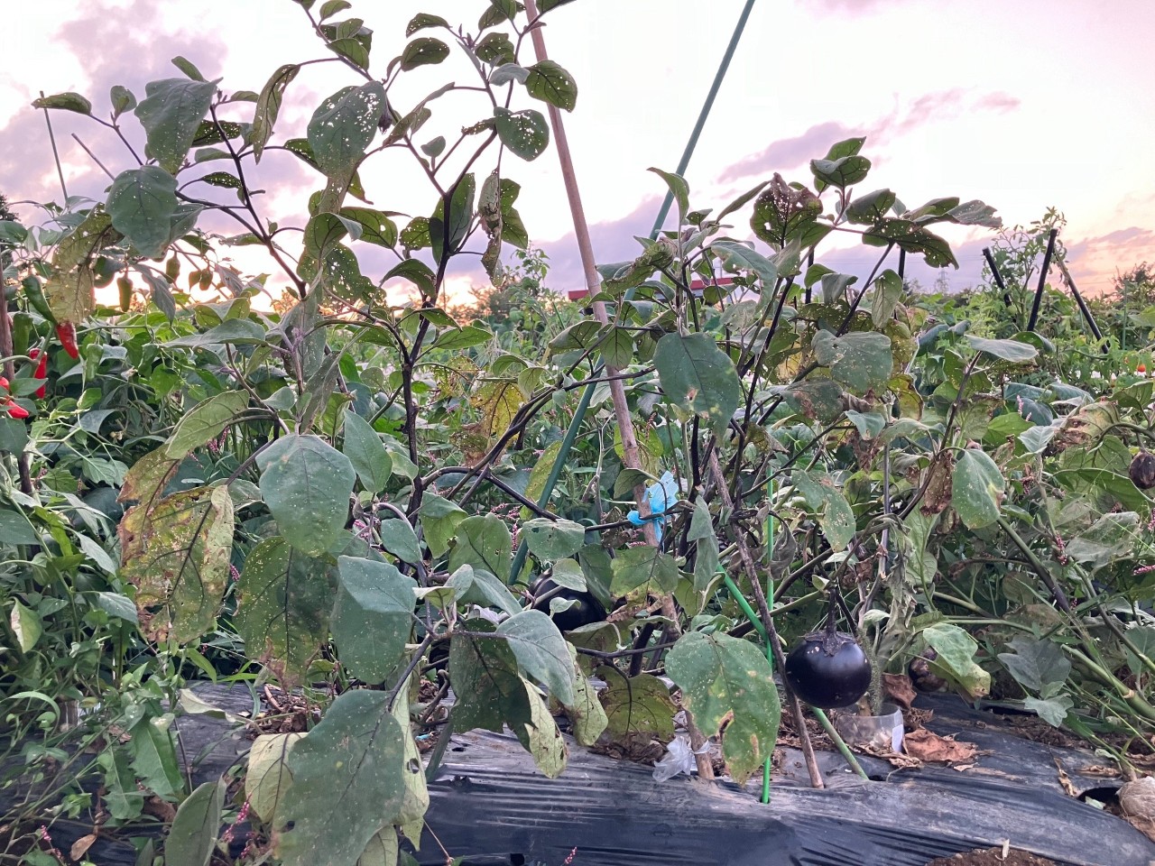 会津丸茄子の詳細画像 その26