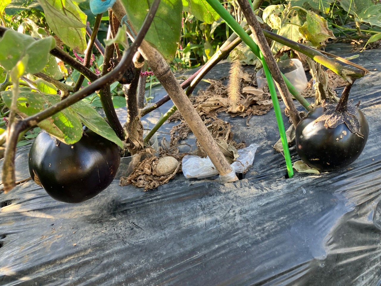 会津丸茄子の詳細画像 その27