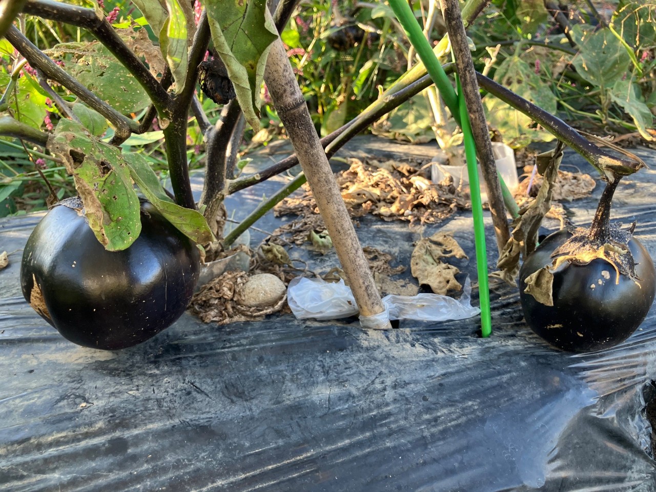 会津丸茄子の詳細画像 その28