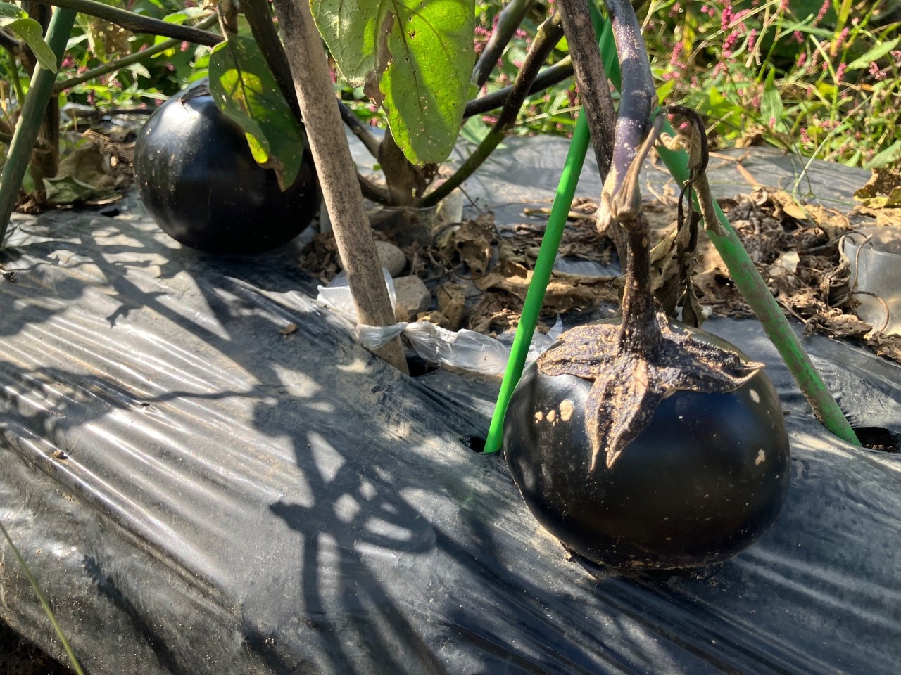 会津丸茄子の詳細画像 その29