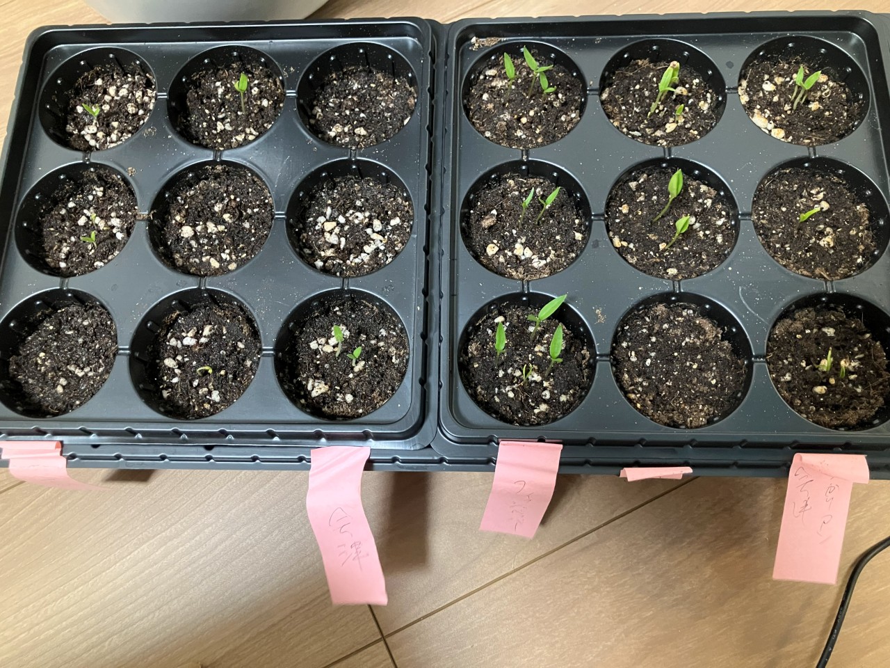 会津丸茄子の詳細画像 その3