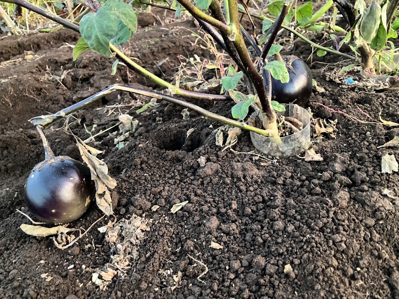 会津丸茄子の詳細画像 その30