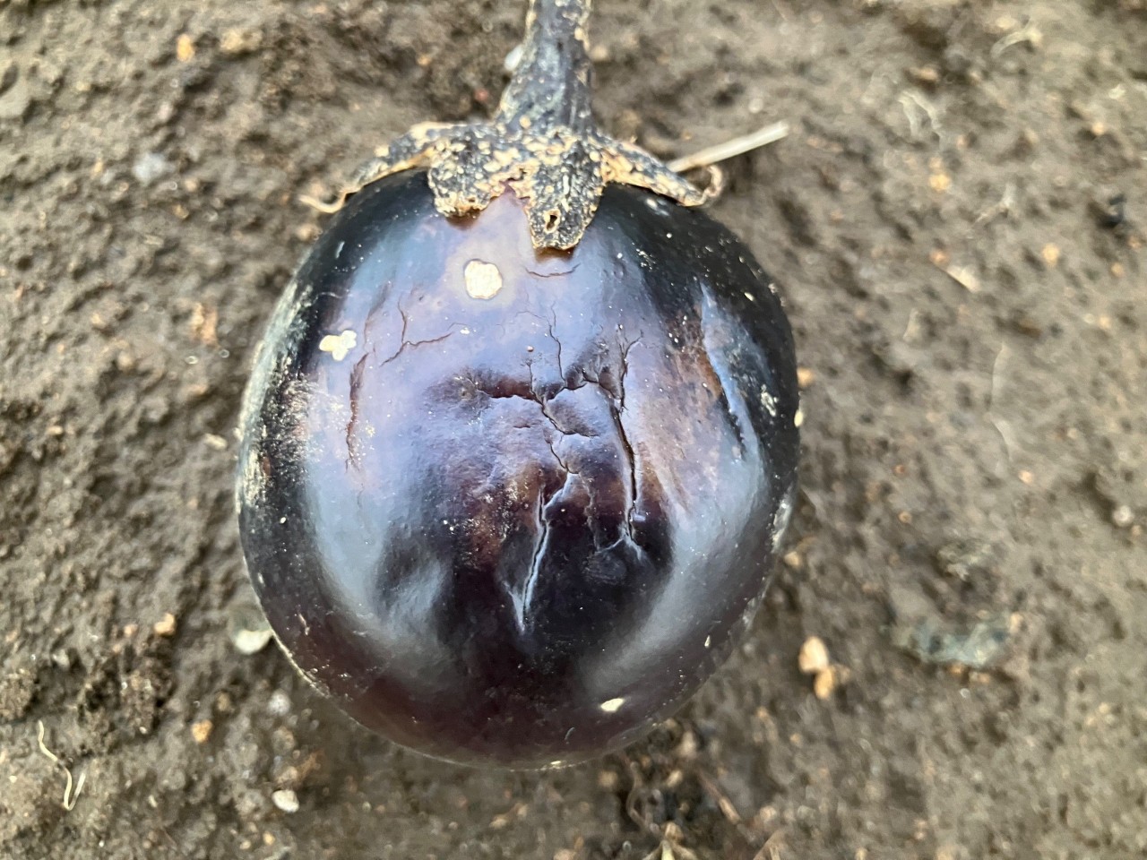 会津丸茄子の詳細画像 その31