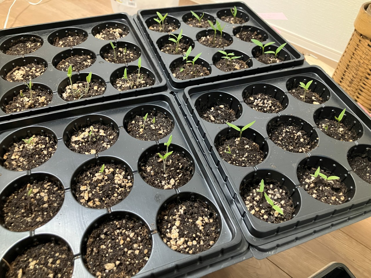 会津丸茄子の詳細画像 その4