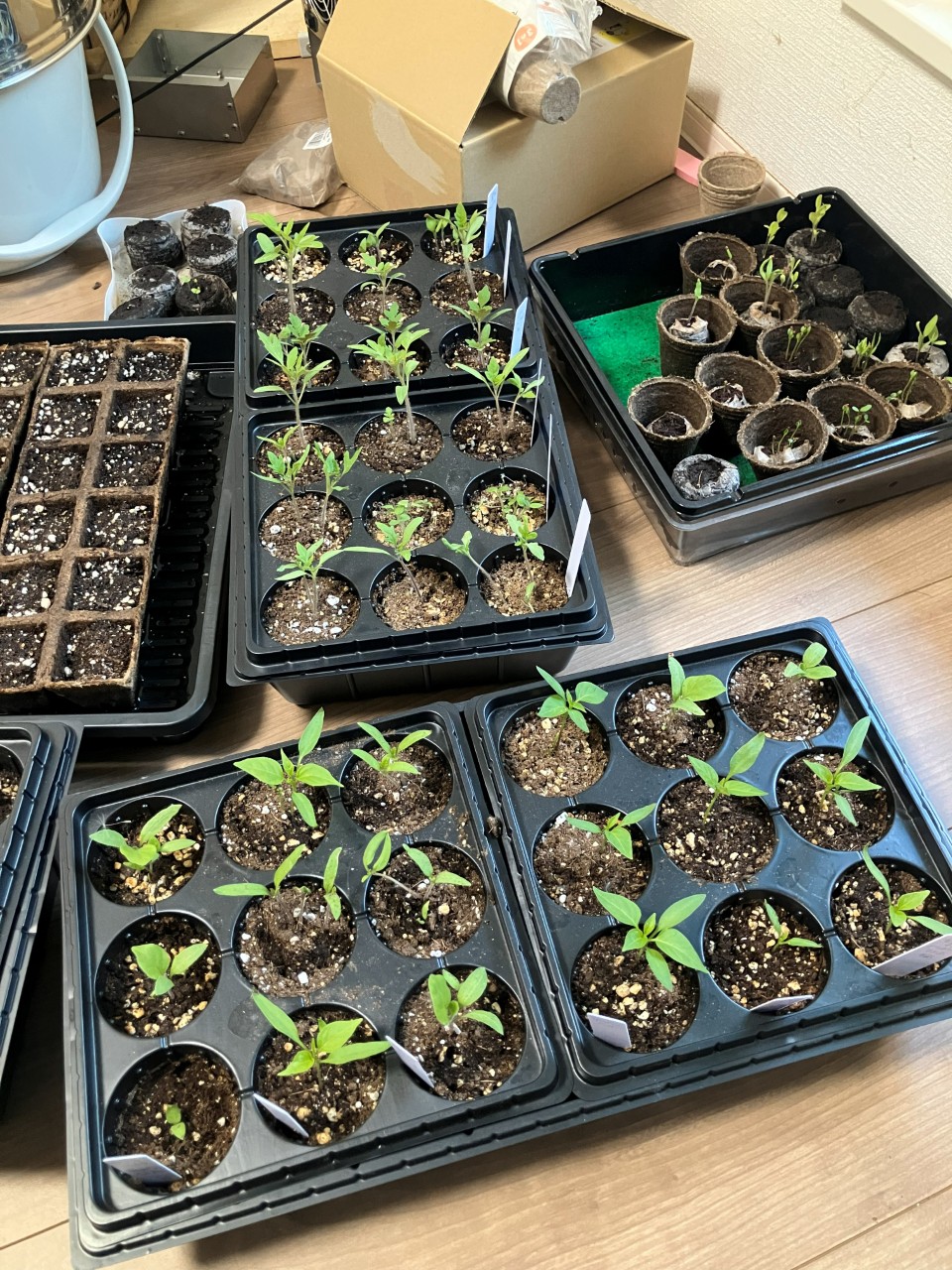 会津丸茄子の詳細画像 その5