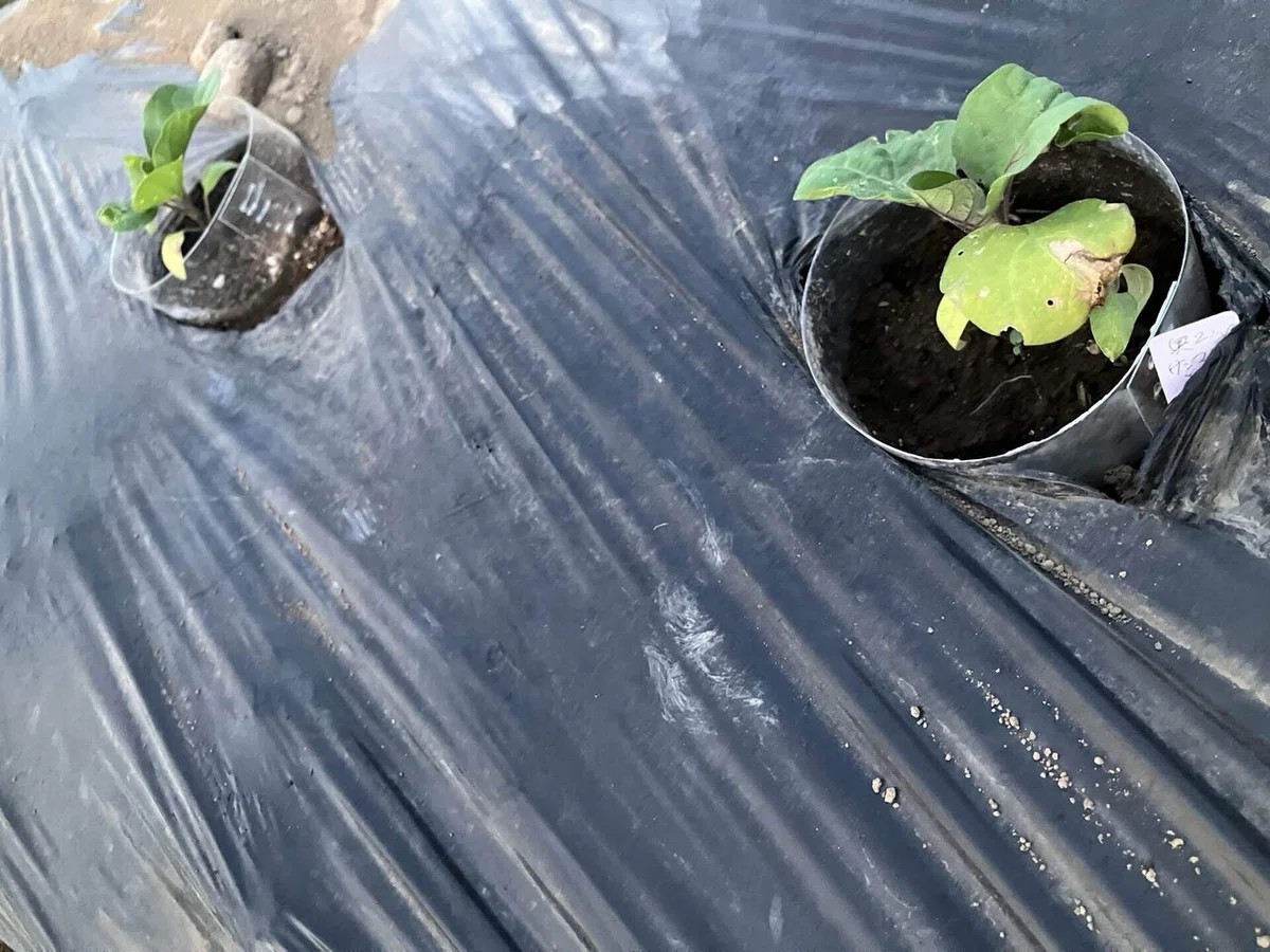 会津丸茄子の詳細画像 その8