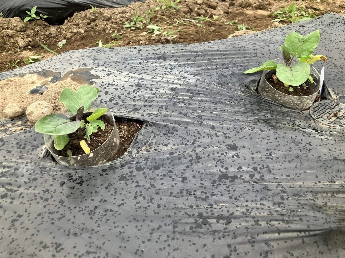 会津丸茄子の詳細画像 その9